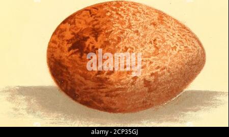 . Nester und Eier von australischen Vögeln, einschließlich der geographischen Verteilung der Arten und beliebte Beobachtungen darauf . Kleiner Falcon ... Brown Hawk M. *» ,- ,?¥ ^W-%,-^- ^^ ,f ) Raxe u. Hill Crow-Shrike. ^ Grau .lumper. Stockfoto