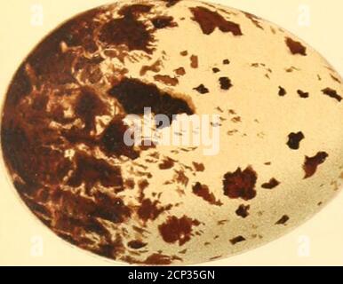 . Nester und Eier von australischen Vögeln, einschließlich der geographischen Verteilung der Arten und beliebte Beobachtungen darauf . Kestrel. Weiß-geflügelter Chough. Stockfoto