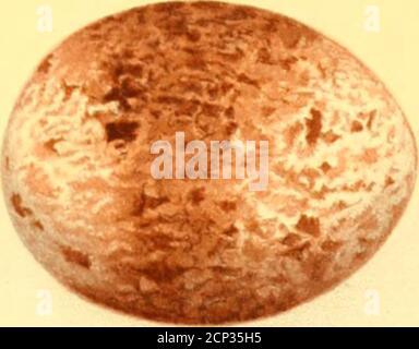 . Nester und Eier von australischen Vögeln, einschließlich der geographischen Verteilung der Arten und beliebte Beobachtungen darauf . *^S V,.,iyH-t.iilefl H.iyle (Kagle-lvjw-k ). !■ ^/ ^^:^ ^. ^ .1 -V Little Eagle. A*.,.- >■ . /y r ^ ^ > * •• i.nx. Kite... Vierkantschwanz-Drachen. Stockfoto