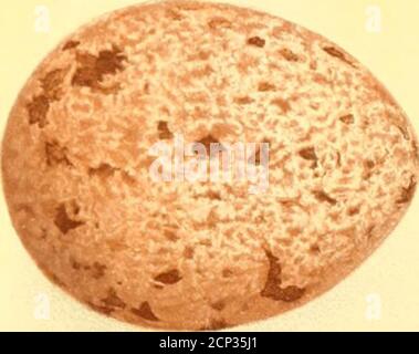 . Nester und Eier von australischen Vögeln, einschließlich der geographischen Verteilung der Arten und beliebte Beobachtungen darauf . Blac.k-Brea.sted Bussard.. Falcon mit Schwarzwulst. hpr.«EH««U>^>./)r« W<»Mgoww«*»Waui.-i*w<ifci*.i--i»an»>r-a Stockfoto