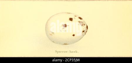 . Nester und Eier von australischen Vögeln, einschließlich der geographischen Verteilung der Arten und beliebte Beobachtungen darauf . ting die Eier. Die Laubsaison kann von Ende August oder Anfang September bis Oktober sein, und die Inkubationszeit wahrscheinlich sieben Wochen oder mehr. Ich erinnere mich nicht, jemals eine veröffentlichte Beschreibung des jungen Casuarius australis gesehen zu haben. Gegen Ende Januar 1891 sah ich in 1072 NESTERN UND EIERN OE AUSTRALISCHE VÖGEL. Melbourne vier Joxing Cassowares (vermutlich etwa drei oder vier Monate alt), die in tJio Johnston Bezirk von N gefangen genommen wurden Stockfoto