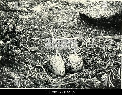 . Nester und Eier von australischen Vögeln, einschließlich der geographischen Verteilung der Arten und beliebte Beobachtungen darauf . HAMMELVOGEL EGCING-NUKTH-EAST ISLAND.Fyom ein Foto bv tht Autor.. SCHWARZE AUSTERNFISCHER NISTEN. Aus einem Foto des A uthor. NESTER UND EIER oder AUSTRALISCHE BINDUNGEN. Gig Letzteres ist Mucli weniger in der Größe, in der Tat ist es die kleinste der FOM- speciesfoiuid ill Australian watere. Allerdings haben wir in dem Fehler invery gute Gesellschaft geirrt. I he Eier 1 erhalten, tiiken 1885 von den Brothers – Inseln in Cook Strait – wo die Vögel beginnen, um 2UtliOctober zu liegen, sind ohne Zweifel referenzierbar Stockfoto