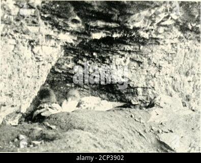 . Nester und Eier von australischen Vögeln, einschließlich der geographischen Verteilung der Art und populäre Beobachtungen darauf. mong die Felsen von Kerguelen Land. In Welting to the Ibis (p. 28, 1900) Mr. Hall sagt: - AtAccessible (Betsy Cove), am 7. Februar ob.sei-ved vier Nester, jeweils mit einem jungen, teilweise mit Daunen bedeckt. Die Nester waren in den Gefechtern einer rauhen Klippe, und waren einfach Mulden, ohne irgendeinen Versuch, Unkraut in sie zu legen. Ich sah zwei Erwachsene in einer geschützten Ecke sitzen, ohne Ei oder junge; und einer dieser Vögel war pla^ing kleine Steine, einer nach dem anderen, aroimd es mit dem bi Stockfoto