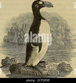 . Geschichte der britischen Vögel : die Figuren auf Holz eingraviert . Vol. II. T X 162 BRITISCHE VÖGEL.. SUPER AUK. NÖRDLICHER PINGUIN, ODER GAIR-GEFLÜGEL.i^AICA tmpennls, Lin. – Le Grand Pingoin, buff.j die Länge dieses Vogels, bis zum Ende der Zehen, beträgt drei Fuß. Die Rechnung ist schwarz und vier Zoll arida Viertel lang; beide Unterkiefern werden schräg-ly mit fieberhaften Graten und Furchen croifed, die atthe Kanten treffen. Zwei ovale, geflippte, weiße Ftöpfe befinden sich fast im gesamten Rhythmus zwischen Schnabel und Augen: Der Kopf, der hintere Teil des Halses und alle oberen Teile des Körpers und der Flügel sind mit BRITISCHEN VÖGELN bedeckt. 163 fl Stockfoto