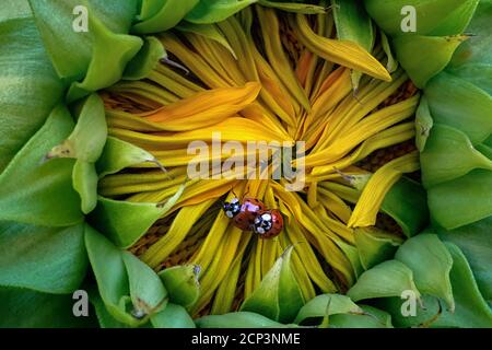 Zwei Marienkäfer Nahaufnahme in der Mitte einer Sonnenblume, auf gelben Blütenblättern Stockfoto