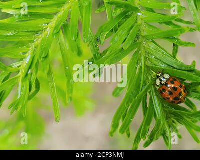 Nahaufnahme Marienkäfer mit Natur Hintergrund, auf grünem Blatt Stockfoto