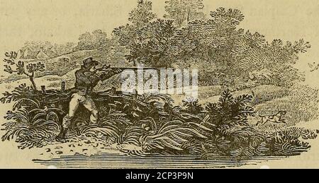 . Geschichte der britischen Vögel : die Figuren auf Holz eingraviert . Ommon in Großbritannien. Es wird von Thofe, die itas gegessen haben, ein sehr gut schwanz und lecker Vogel praifed. Es gibt noch einmal zu fuppofe, dass Buifon die männlichen und weiblichen Rotgottchen als zweifache Fpecies entfrittet hat. In seinen Planches Enluminees ist der Barge Rouffe das Weibchen und der Grande Barge Vol.II. T L 82 BRITISCHE VÖGEL. Roujfe, der Rüde, Red Godwit. Die Farben sind der Ruhm in beiden, aber die Federn der femaleare nicht fo variegated, getrübt und geriffelt, wobei ofa einheitlichere rufous, oder ruft Farbe, auf dem Kopf, Hals, breaft, und werden Stockfoto