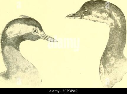. Jagd und Angeln in Florida, einschließlich eines Schlüssels für die Wasservögel bekannt, in dem Staat auftreten. K K K V WASSERVÖGEL VON FLORIDA. Familie ]>()DICIIID.1:. Gkkkks... Stockfoto