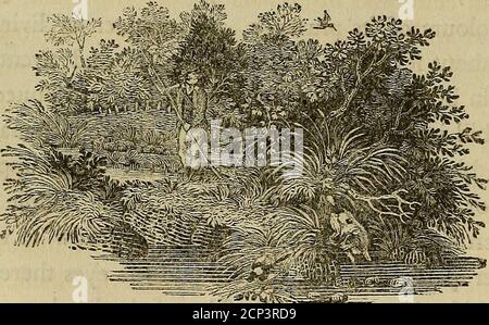 . Geschichte der britischen Vögel : die Figuren auf Holz eingraviert . der Kopf ist schwarz, in der Mitte der Krone durch eine weiße Linie von der Stirn zu derhinderTeil geteilt: Zwischen dem Schnabel und den Augen gibt es darkilh länglich fpot: Die fides von Kopf, Hals und Breaft sind hellbraun, mit Ijar-Vol. II.t H S8 BRITISCHE VÖGEL. Reihe dunkle Ftreaks nach unten zeigen: Der Bauch mder Ruhm Farbe, aber die dunklen Ftreaks auf ihm arelarger; über den Schlot ist es ziemlich weiß; der unteren Teil des Rückens ist alfo weiß. Der Rumpf und die Schwanzfedern sind mit schwarz und weiß verbarrt j die Fliftiftifrites der Quil Stockfoto