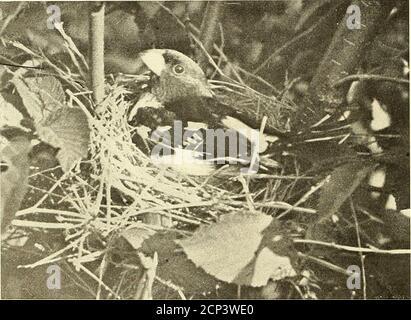 . Vogelkunde . WEIBLICHER GROSSCHNABEL AUF NEST 162 Vogelkunde Meine Beobachtungen waren hauptsächlich auf ein Nest beschränkt, gerade an der Spitze einer steilen Schlucht. Durch das Stehen auf dem Plateau über dem Nest konnte es leicht befallen und berührt werden. Es gab fünf Eier in diesem Nest. Sie waren von einer hellgrünen Farbe, flecked mit rötlich-braun. Die Jungvögel sind zunächst fast mit langen, schneeweißen Daunen bedeckt und sehr hübsch. Die Ripsschnäbel sind vergleichsweise zahm, das Männchen ist besonders kühn. Ich habe meine Kamera innerhalb von zwei Füßen des Nestes aufgestellt, ohne die Vögel wegzuschreckenzu haben. Bei der ersten Gelegenheit die weibliche wa Stockfoto