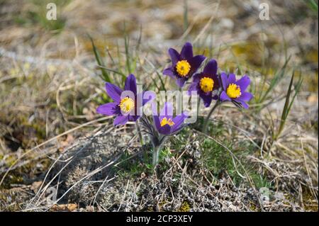 Pasque Blume, Pulsatilla vulgaris, blühend, Frühling Stockfoto