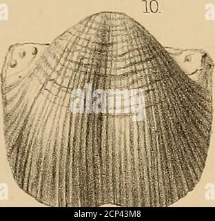 . Bericht über die geologische Erforschung der vierzigsten Parallele. Stockfoto