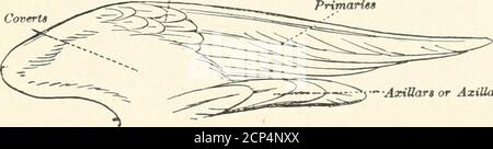 . Die Vögel von Illinois und Wisconsin . Januar 1909. Vögel von Illinois und Wisconsin - Cory. CTnder Primary^ CovertsJfnder Wing CoverU Carpnt – f  - 15. AxiUart- oder Axialfedern unter der Flügeloberfläche. Das Speculum. Ein Begriff, der verwendet wird, um einen Fleck oder ein Band auf dem Thwing (in der Regel von anderer Farbe als der Rest der Federn), formedby der Endteil der sekundären, sehr auffällig in denEnten. (Siehe Abbildung, Seite 12.) Die Axillarplumes, oder Axillaren, sind ein wichtiges Hilfsmittel bei der Identifikation vieler Arten; diese sind mehrere ziemlich längliche Federtiere, die von der Achselhöhle {axi wachsen Stockfoto