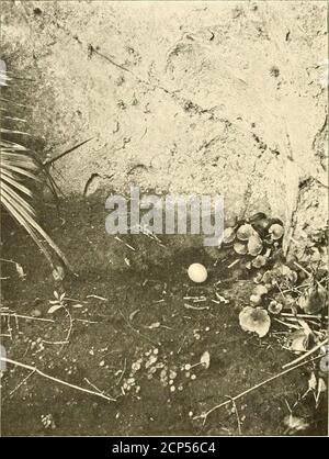 . Mein Leben unter den Wildvögeln in Spanien . n Fülle und wo, auf dem weichen Boden zwischen den Sträuchern und dem Gesicht der Klippe, die erdige Nestis ausgegraben manchmal 3 ins. In der Tiefe und die Eier gelegt. Die Eier, meist zwei in der Zahl, sind rein weiß und von der Größe der AFWLS und fast kugelförmig. Das Bild ist von einem Nest auf Terrasse inmitten einiger Felsen etwa 60 Fuß hoch, leicht von der Spitze der Klippe und nicht mehr als 15 Fuß vom Boden aus erreicht. Im Jahr nach meiner ersten Einführung in die Jungen der Euleneule besuchte ich wieder die Klippe, wo ich das leere Euleneugennest gefunden hatte, Stockfoto