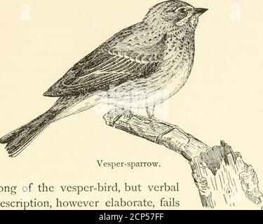 . Vogel-Land Echos; . o post des alten Zaun, bis Sie sich wundern, es wird nicht müde und tauchen Sie in das Gras und verstecken.Es tut dies manchmal, Und kein Sperling kennt die Felder besser oder freut sich in ihnen mehr, wie durch das süße Lied, dass es ausgibt, wenn sie auf somelow Busch oder seine Lieblings-Königstiel thront belegt. Dieser Sperling hat eine lange Liste von Namen, wie der Lorbeer-Ammer, der Grasfink, der Furnierläufer und der Vesper-Sperling. Das letzte mag ich besser als alle anderen, nicht weil der Vogel mit dem Abend besonders verbunden ist, denn es gibt viele Arten, die eine starke Lust für das Schmäuern haben. Die Vesper Stockfoto