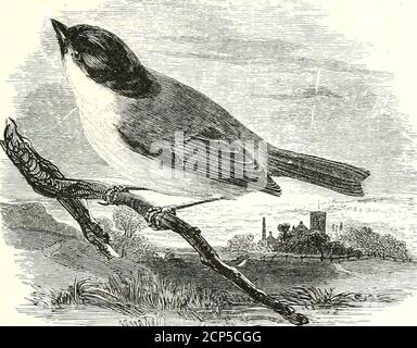 . Eine Geschichte der britischen Vögel . MARSH-TITMOUSE. PASSE RES. 495 PA RID A3.. Pahus palusteis, Linnaeus *.DIE MAESH-TITMAUS. Parus palustris. Der Marsh-Titmouse, wenn auch nicht so allgemein verteilte assome andere der Gattung, ist dennoch als eine Art in manylokalities reichlich vorhanden und, wie sein Name andeutet, ist teiliger als dasest zu niedrigen Landtrappen von Weiden und Erlen und toswampy Boden nahe Wäldern; Aber es ist keineswegs auf solche Situationen beschränkt, und oft besucht Obstgärten und Gärten, obwohl es nicht viel Einfluss auf hohe Bäume, in der Regel preferringcoppice und Reisig. Wie seine congeners, i Stockfoto