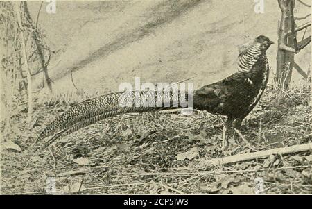 . Bird lore . s ihn vor seiner Gemahlin und dann, mit einem schönen Schwung seines langen Schwanzes, er Räder vor ihr und in der gleichen Augenblick hebt und verbreitet die schönsten Fächer, die die Natur je gedacht hat. Es ist jetzt, dass er von den Bewohnern seines Urwaldes verehrt wird. Der Pfau gehört zur Familie der Fasan, die Männchen von allen, die sich für ihr brillantes Gefieder und ihre neugierigen Darstellungen ausloten. Die Ausstellung des aus West-Zentral-China stammenden Goldenen Fasans, der in jeder Voliere auffällig ist, ist in den begleitenden Fotografien zu sehen. Selbst wenn man im resthe ist, ist es eine Gorgheou Stockfoto