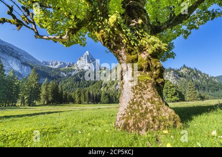 Ahorn vor Geiselstein (1,882 m) in den Ammergauer Alpen, Halch, Ostallgäu, Allgäu, Schwaben, Bayern, Süddeutschland, Deutschland, Europa Stockfoto