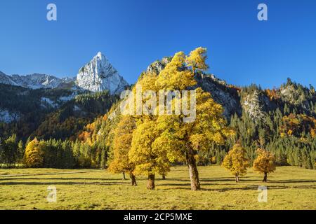 Ahornboden in den Ammergauer Alpen, Halch, Ostallgäu, Allgäu, Schwaben, Bayern, Süddeutschland, Deutschland, Europa Stockfoto