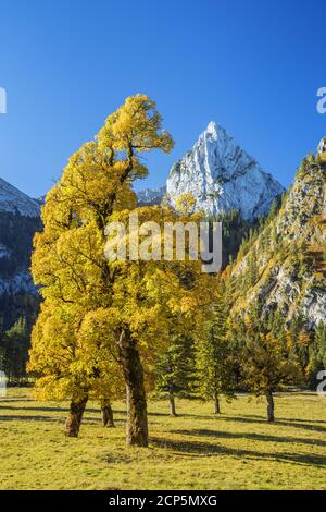 Ahornboden in den Ammergauer Alpen, Halch, Ostallgäu, Allgäu, Schwaben, Bayern, Süddeutschland, Deutschland, Europa Stockfoto