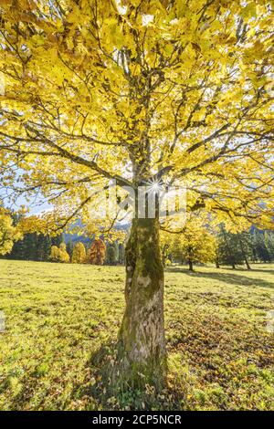 Ahorn in den Ammergauer Alpen, Halch, Ostallgäu, Allgäu, Schwaben, Bayern, Süddeutschland, Deutschland, Europa Stockfoto