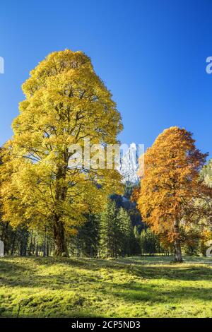 Ahornboden in den Ammergauer Alpen, Halch, Ostallgäu, Allgäu, Schwaben, Bayern, Süddeutschland, Deutschland, Europa Stockfoto