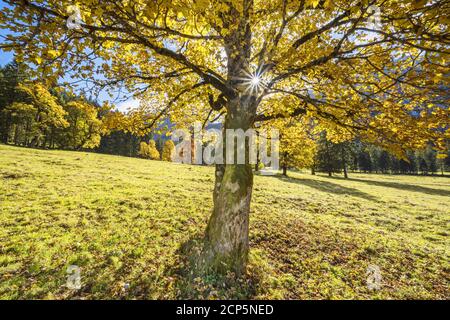 Ahorn in den Ammergauer Alpen, Halch, Ostallgäu, Allgäu, Schwaben, Bayern, Süddeutschland, Deutschland, Europa Stockfoto