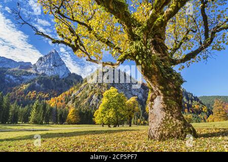 Ahornboden in den Ammergauer Alpen, Halch, Ostallgäu, Allgäu, Schwaben, Bayern, Süddeutschland, Deutschland, Europa Stockfoto