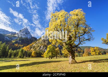 Ahornboden in den Ammergauer Alpen, Halch, Ostallgäu, Allgäu, Schwaben, Bayern, Süddeutschland, Deutschland, Europa Stockfoto