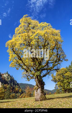 Ahorn in den Ammergauer Alpen, Halch, Ostallgäu, Allgäu, Schwaben, Bayern, Süddeutschland, Deutschland, Europa Stockfoto