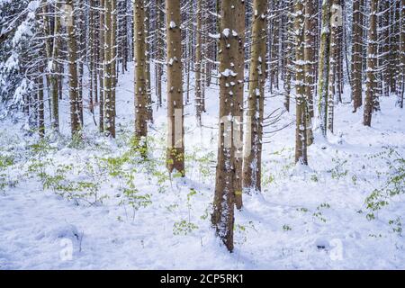 Fichten im Winterwald, Hopfen am See, Allgäu, Ostallgäu, Allgäuer Alpen, Bayerisches Schwaben, Bayern, Deutschland, Europa Stockfoto