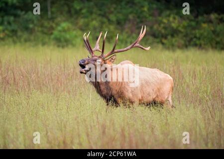 Ein Bullenelch auf einer Wiese. Stockfoto
