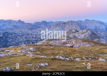 Blick vom Schneibstein (2,276 m) im Hagengebirge auf das Steinerne Meer, auf der Wanderung kleine Reibn am Königssee, Schönau am Königssee, Obere B Stockfoto