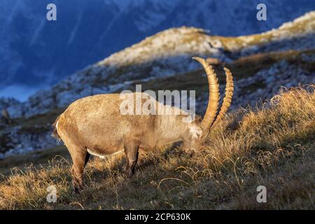 Steinbock auf dem Schneibstein (2,276 m) im Hagengebirge, auf der Wanderung kleine Reibn am Königssee, Schönau am Königssee, Oberbayern, Bayern, Stockfoto