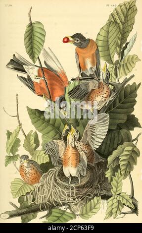 . Die Vögel von Amerika : aus Zeichnungen in den Vereinigten Staaten und ihren Gebieten gemacht . l, die dritte und viertlängste. Schwanz ziemlich lang, fast gleichmäßig. AMERICAN ROBIN ODER ZUGDROSSEL. Turdus migratorius, Linn. PLATTE CXLII: Männlich, Weiblich, Young und Nest. Der erste Landvogel, der von mir gesehen wurde, als ich auf die zerklüfteten Ufer von Labrador trat, war der Robin, und seine freudigen Noten waren die ersten, die myear begrüßten. Große Flecken von nicht geschmolzenem Schnee bedeckten noch die Oberfläche dieses Wildlandes; und obwohl die Vegetation teilweise erneuert wurde, war die Krankheit der Luft so eigentümlich durchdringend, dass sie b Stockfoto