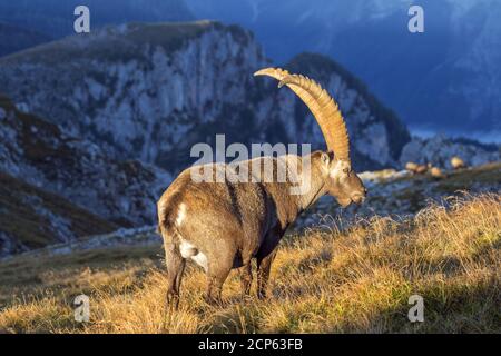 Steinbock auf dem Schneibstein (2,276 m) im Hagengebirge, auf der Wanderung kleine Reibn am Königssee, Schönau am Königssee, Oberbayern, Bayern, Stockfoto