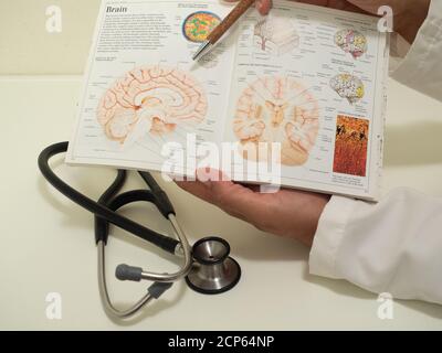 Nahaufnahme der Hände einer Latina-Ärztin, die die Anatomie des Gehirns in einem Lehrbuch mit einem Stethoskop auf dem Foto zeigt. Stockfoto