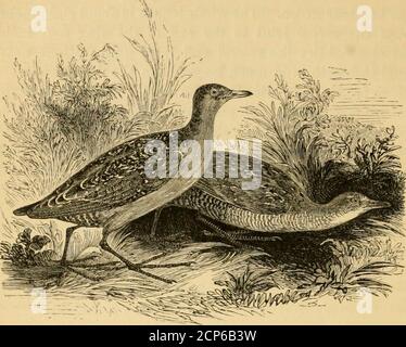 . Eine Geschichte der britischen Vögel . ^^ -^ .^i^^ Vol. III 154 FVLlCARIJf. IIALLID.E. RA LL1DM. ^YS. PORZANA BAILLONI (Vieillot*). BAILLONS CRAKE. Crex Baillonii. Eine der frühesten Mitteilungen über das Auftreten dieser birdis veröffentlicht in der Zoological Journal, Bd. ii. Seite 279, onthe Exhibition of a exemplar at the Zoological Club of theLinnean Society, which angehörte Dr. Thackeray, theProvost of Kings College, Cambridge, Und die am Leben nach etwas Eis in Melbourne, etwa neun meilen südlich von Cambridge, im Januar 1823 gefangen. Im sameJournal, Bd. III. S. 493, Mr. G. T. Fox, von Durham, Stockfoto