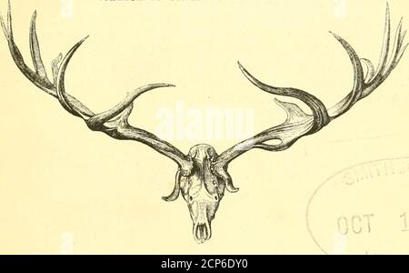 . Eine Geschichte der britischen fossilen Säugetiere und Vögel . ILLUSTRIERT DURCH 237 HOLZSCHNITTE. LONDON:.JOHN VAN VOORST, PATERNOSTER ROW.HISTORYOFBRITISH00OWEN Stockfoto