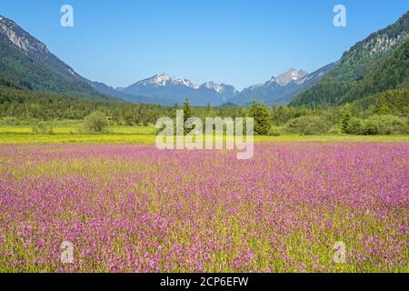 Sommerwiese mit Kuckuckselnationen im Graswangtal, Ettal, Oberammergau, Ammergauer Alpen, Oberbayern, Bayern, Süddeutschland, Deutschland, Stockfoto