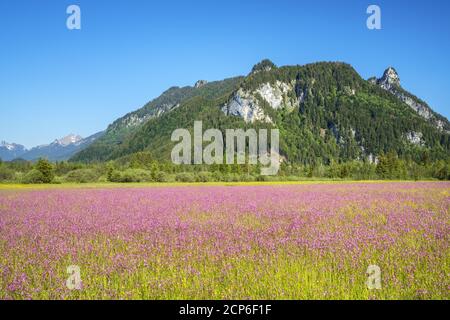Sommerwiese mit Kuckuckselnationen im Graswangtal, Ettal, Oberammergau, Ammergauer Alpen, Oberbayern, Bayern, Süddeutschland, Deutschland, Stockfoto