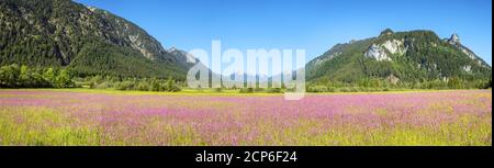 Sommerwiese mit Kuckuckselnationen im Graswangtal, Ettal, Oberammergau, Ammergauer Alpen, Oberbayern, Bayern, Süddeutschland, Deutschland, Stockfoto