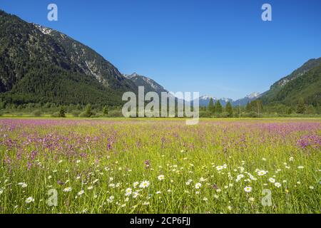 Sommerwiese mit Kuckuckselnationen im Graswangtal, Ettal, Oberammergau, Ammergauer Alpen, Oberbayern, Bayern, Süddeutschland, Deutschland, Stockfoto