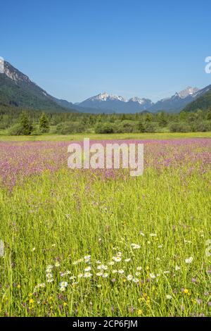 Sommerwiese mit Kuckuckselnationen im Graswangtal, Ettal, Oberammergau, Ammergauer Alpen, Oberbayern, Bayern, Süddeutschland, Deutschland, Stockfoto