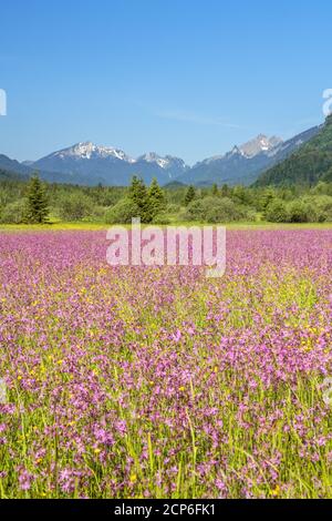 Sommerwiese mit Kuckuckselnationen im Graswangtal, Ettal, Oberammergau, Ammergauer Alpen, Oberbayern, Bayern, Süddeutschland, Deutschland, Stockfoto
