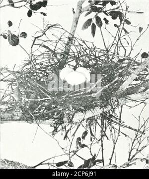 . Nester und Eier von Vögeln gefunden Zucht in Australien und Tasmanien. orm von kleinen Stöcken und Zweige, etwa vierzehn oder fünfzehn Zoll im Durchmesser, und wird in der Regel in der Gabel eines hoiizontalbranch über Wasser hängen; Bei ein oder zwei Gelegenheiten habe ich sie mehrere hundert Yardsaus Wasser gefunden. Die Eier sind drei oder vier für eine Sitzung, meist die letzteren, blass blau, und die smallestof eines der Herodione ich gefunden habe. Die Nester werden immer einzeln aufgestellt und ich habe es in den Kolonien nie gefunden, wie von Gould beschrieben; es beginnt, sein Nest im September zu errichten, und bis zum Ende dieses Monats das Stockfoto