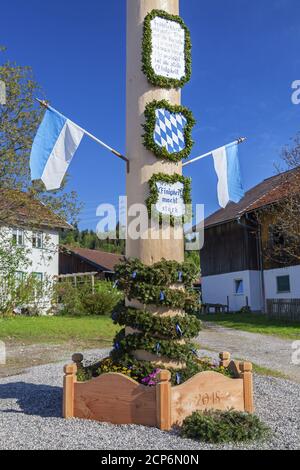 Maibaum in Kleinweil, Großweil, Oberbayern, Bayern, Süddeutschland, Deutschland, Europa Stockfoto