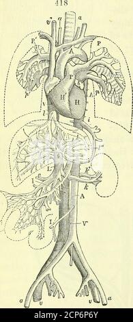 . Über die Anatomie der Wirbeltiere [elektronische Ressource] . ta, durch die Aufteilung über die Kidneys in die Arterien des Beckens, aus denen in der Regel sowohl die femorale, a, Und ischiadische Zweige: Die kaudale oder sacromediane Arterie, die bei Mutilata und langtailedquadrupeds die Charakteristik des fortgesetzten Stammes der Aorta annimmt, verteilt niemals Arterien an die Kidneys, selten an die Beine, wie es bei den Vögeln der Fall ist. Nach den Arterien zum Herzen (Koronaren) sendsoff der Aortenbogen die zum Kopf (f carotis) und zu den Brustgliedern (4 BH-chials). Ich benutze, mit Barclay, den Ratterbegriff in der Präferenz t Stockfoto