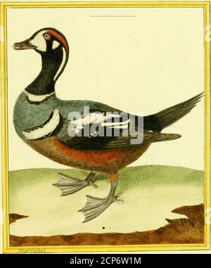 . [Planches enluminées d'histoire naturelle . FAU/quci c/, Madagaskar 7gd. Canard/ a collier, t/&lt;- Terre -neuve 799 Stockfoto