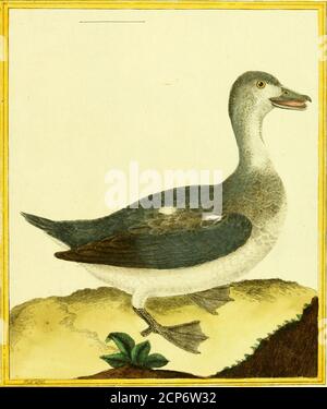 . [Planches enluminées d'histoire naturelle . Canard/ a collier, t/&lt;- Terre -neuve 799. ri/rwc/c c/ii ( iitui/ti d coluer, ac Terre -neuve 8oo. Stockfoto